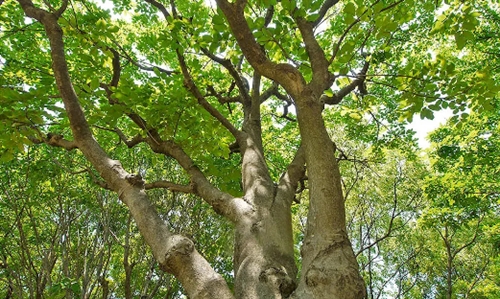 カブトムシが集まる魔法の木「シマトネリコ」の脅威